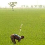 cropped-rice-bangladesh-header.jpg