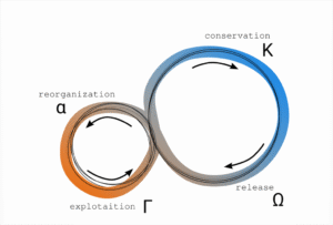 Graphic of the adaptive cycle